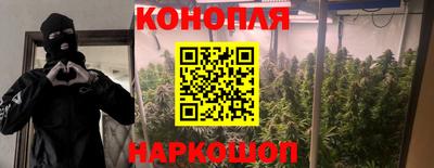 прущие грибы Камышлов